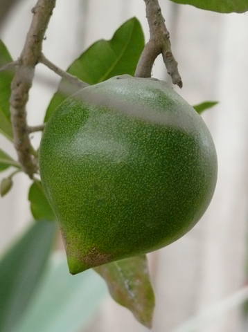 Зеленый плод лукумы, родина которой Перу и Чили: https://ru.wikipedia.org/wiki/Лукума#/media/Файл:Lucuma.png